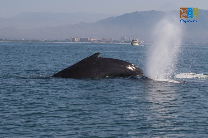 Private Whale watching Puerto Vallarta - Is $650 a fair price?