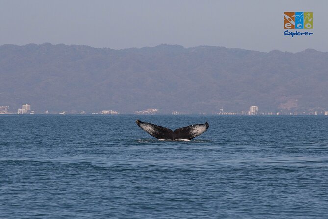 Private Whale watching Puerto Vallarta - Practical planning for Marina Vallarta