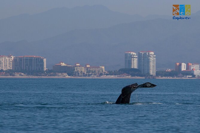 Private Whale watching Puerto Vallarta - The private boat makes a real difference