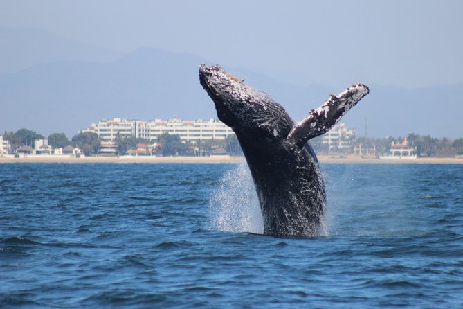 Private Whale Watching Tour in Puerto Vallarta - Why this private whale trip feels different