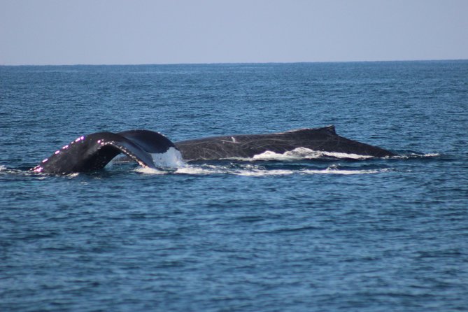 Private Whale Watching Tour in Puerto Vallarta - What you may see besides whales