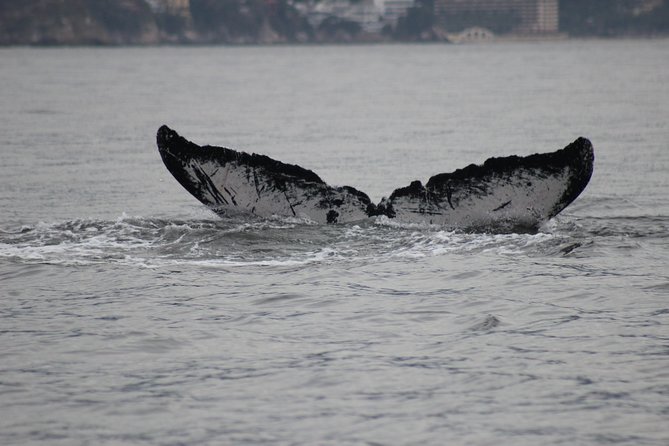 Private Whale Watching Tour in Puerto Vallarta - Returning to the marina around 1pm