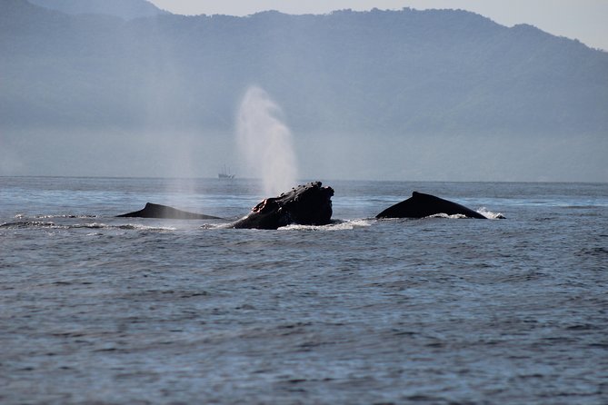 Private Whale Watching Tour in Puerto Vallarta - Who will enjoy this tour most?