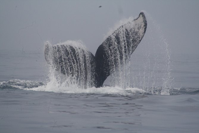 Private Whale Watching Tour in Puerto Vallarta - Meeting at Marina Vallarta before 9am