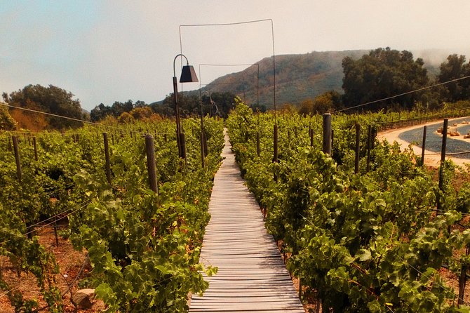 Private Wine Tour at Valle de Guadalupe (A wine tasting included). - Why the private vehicle earns its keep