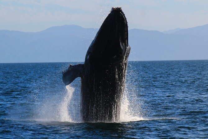 Private Yacht Charter on ChicaFun 1 Waterslides all inclusive - Majahuitas and Las Caletas