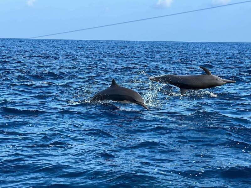 Puerto Escondido: Boat Tour to see Dolphins and Marine Life - Practical tips for a better morning