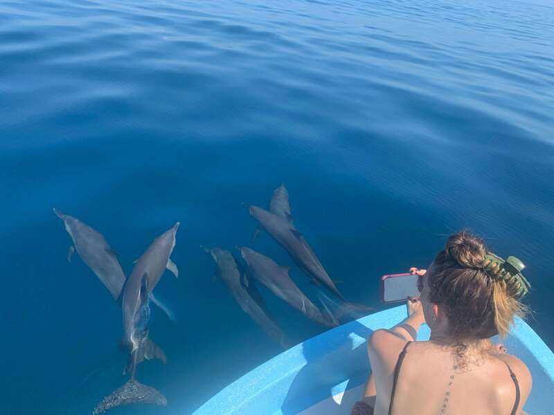 Puerto Escondido: Boat Tour to see Dolphins and Marine Life - Turtles, rays, flying fish, and seabirds