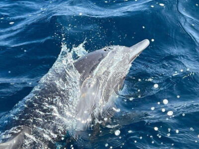Boat Tour to see Dolphins and Marine Life