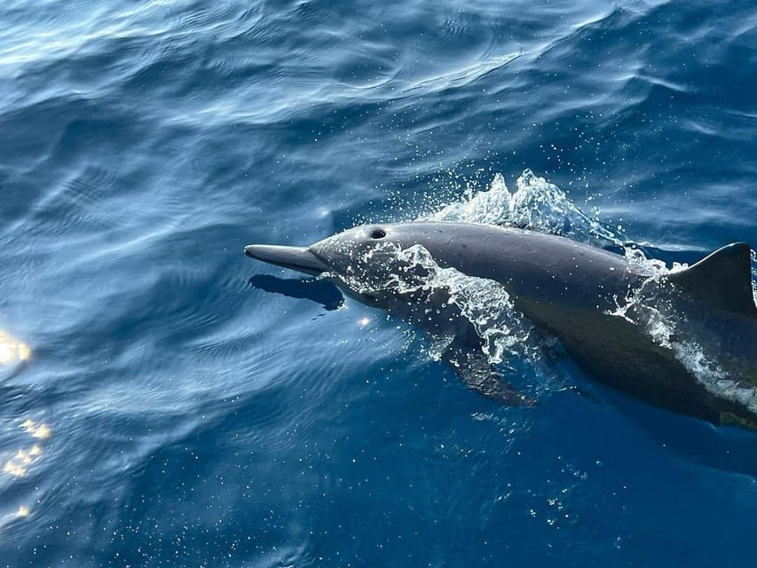 Puerto Escondido: Boat Tour to see Dolphins and Marine Life - Winter whale watching from November through March