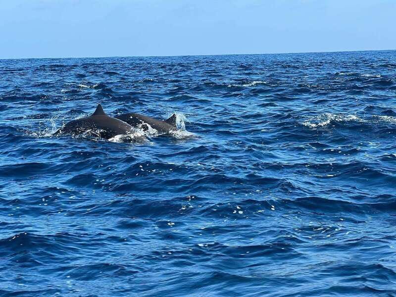 Puerto Escondido: Boat Tour to see Dolphins and Marine Life - Who should book this boat trip?
