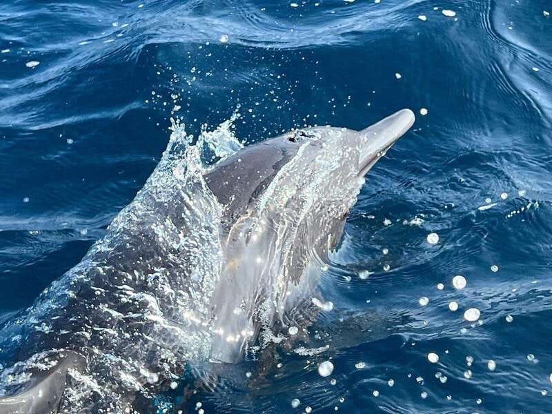 Puerto Escondido: Boat Tour to see Dolphins and Marine Life - Finding dolphins in their own habitat