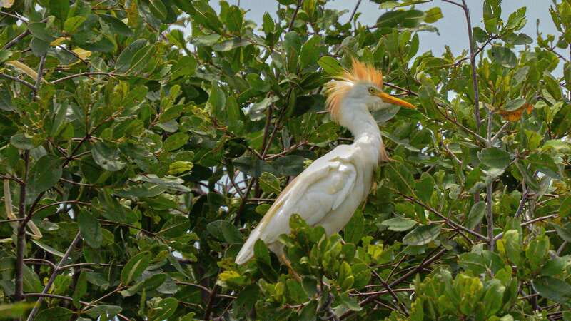 Puerto Escondido: Oaxaca Coast Wildlife Ecotour - Key points to know before booking