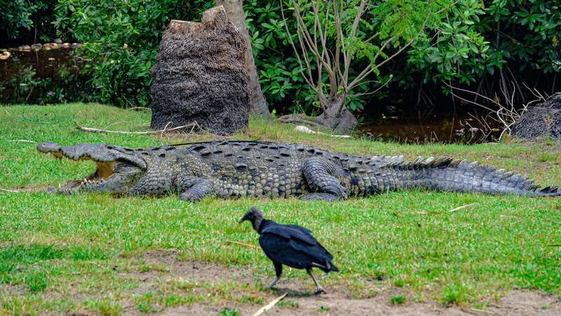 Puerto Escondido: Oaxaca Coast Wildlife Ecotour - Who will enjoy this coastal ecotour