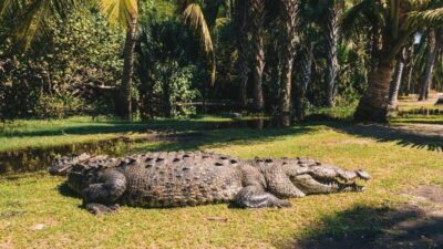 Oaxaca Coast Wildlife Ecotour