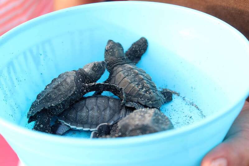 Puerto Escondido: Turtle Release Experience - Practical details that make the evening easier