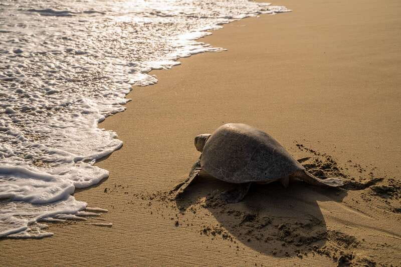 Puerto Escondido: Turtle Release Experience - Why this sunset turtle release feels special