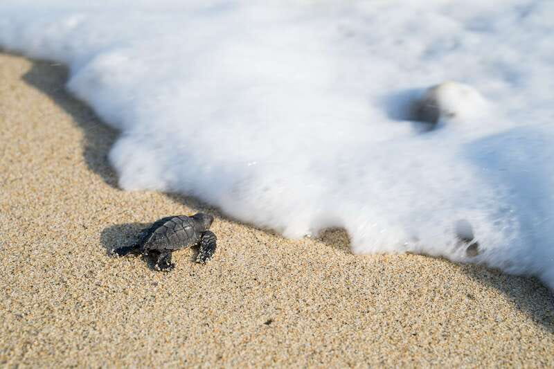 Puerto Escondido: Turtle Release Experience - What you learn at the turtle camp