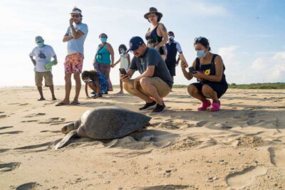 Turtle Release Experience