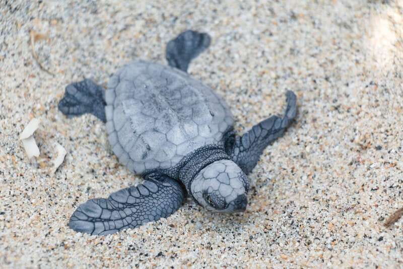 Puerto Escondido: Turtle Release Experience - Holding the hatchling in a coconut shell