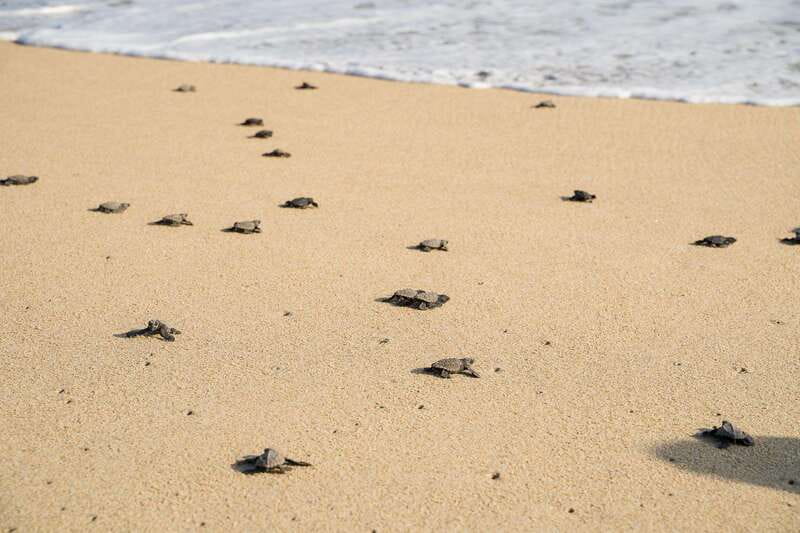 Puerto Escondido: Turtle Release Experience - Sunset, photographs, and the limits of the moment