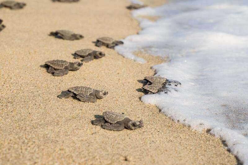 Puerto Escondido: Turtle Release Experience - How much value do you get for $40?