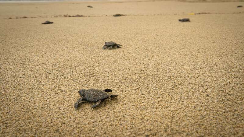 Puerto Escondido: Turtle Release Experience - The best season for a turtle release