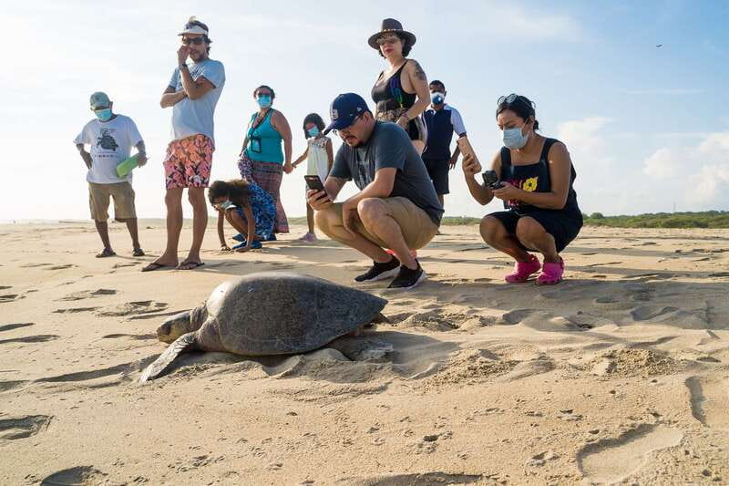 Puerto Escondido: Turtle Release Experience - From your hotel to the protected beach