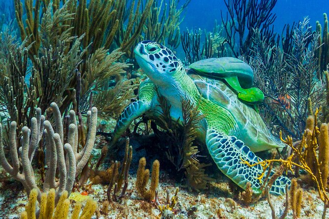 Puerto Morelos Catamaran Reef Sail and Snorkel - The crew makes the difference