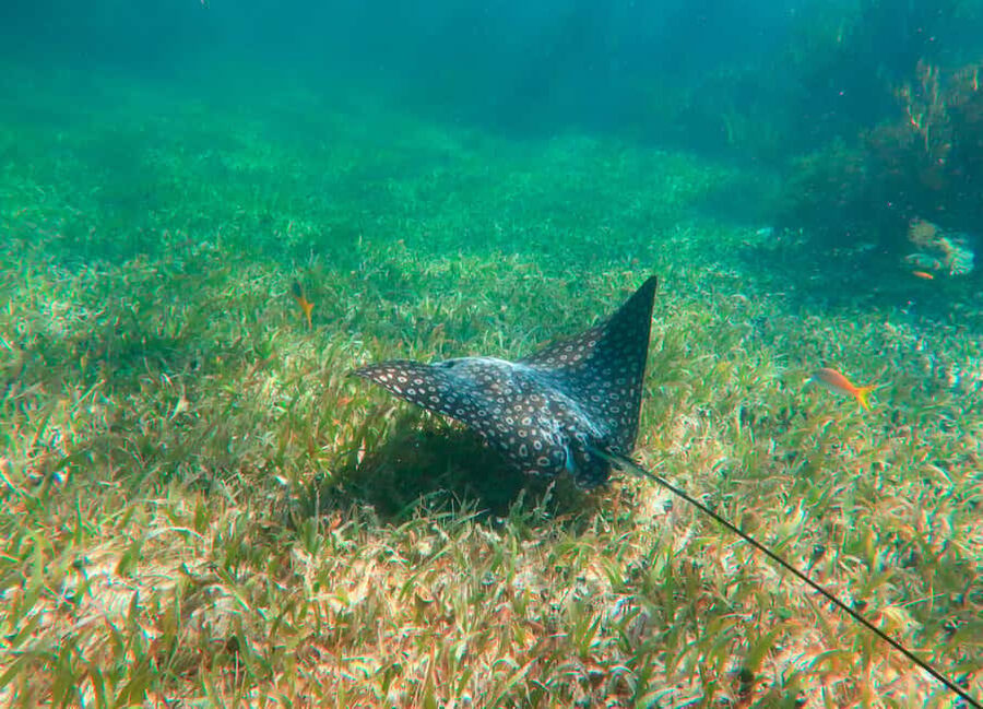 Puerto Morelos: National Reef Park Snorkeling & Beach Lunch - Hotel pickup makes the morning easier