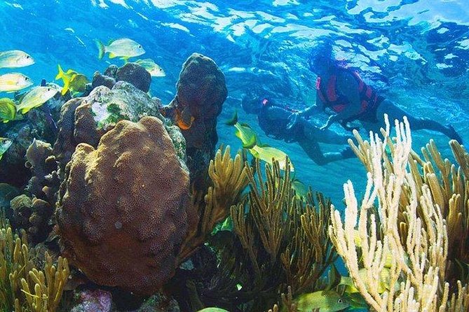 Puerto Morelos Reef Snorkeling Tour with Lunch & Hotel Pickup - My booking advice