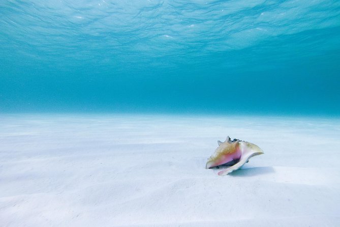 Puerto Morelos Secret Sandbar Catamaran Sail - Who should book this catamaran