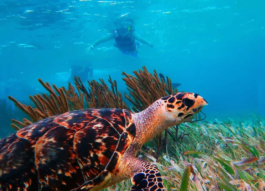 Puerto Morelos: Snorkel, Town Walk, Tequila & Beach Lunch - Forty minutes to browse Puerto Morelos
