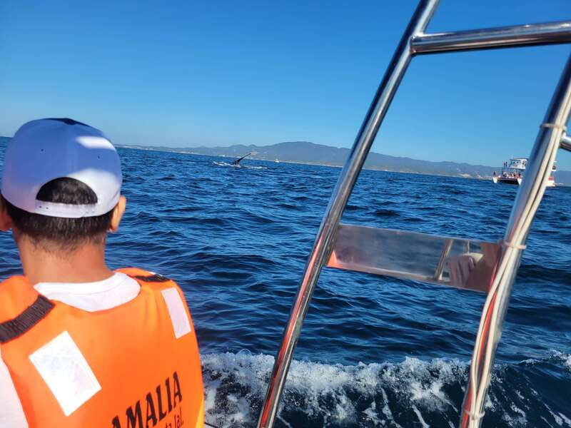 Puerto Vallarta: 3-Hour Whale Watching and Snorkeling - Chasing humpbacks across Banderas Bay
