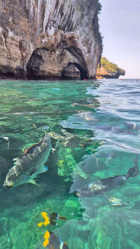 Puerto Vallarta: 3-Hour Whale Watching and Snorkeling - A flexible plan for a natural event