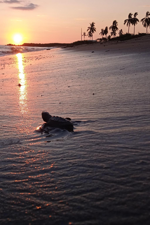 Puerto Vallarta: Baby Turtle Release in Conservation Area - Key points to know before booking