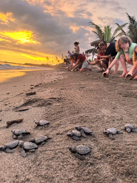 Puerto Vallarta: Baby Turtle Release in Conservation Area - Is the $40 price a good value?