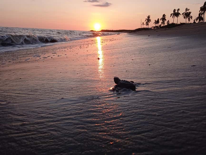 Puerto Vallarta: Baby Turtle Release in Conservation Area - Why this Puerto Vallarta turtle release feels different