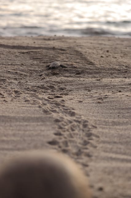 Puerto Vallarta: Baby Turtle Release in Conservation Area - Searching for nests and protecting eggs