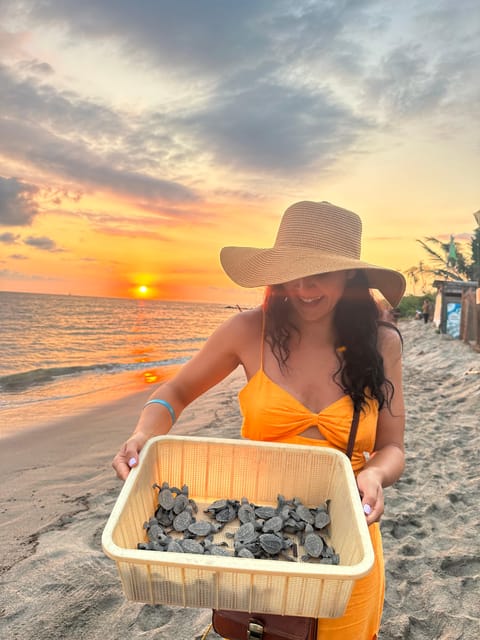 Puerto Vallarta: Baby Turtle Release in Conservation Area - The biggest issue: hatchlings depend on nature