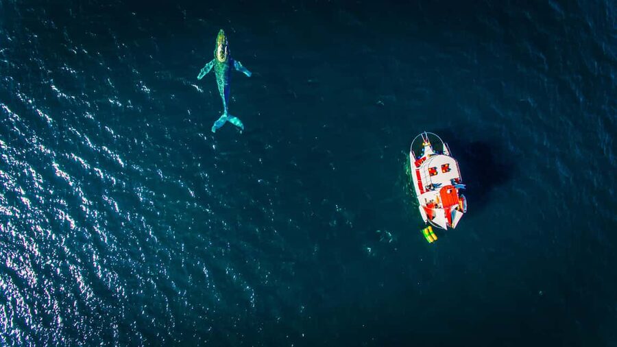 Puerto Vallarta: Mega Yacht Whale Watching Sunset Cruise - Practical details that affect your evening