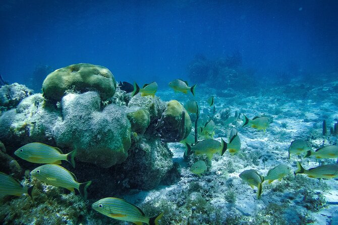 Reef Snorkel In National Park In Puerto Morelos With Lunch And Transportation - Lunch, tacos, and the beach club stop