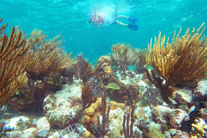 Reef Snorkeling in National Park from Cancun with Beachside Lunch - Practical preparation for a smoother day