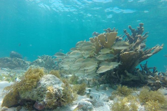 Reef Snorkeling & Jungle Speedboat Adventure with Mayan Ceremony - How much the $59 price really buys you