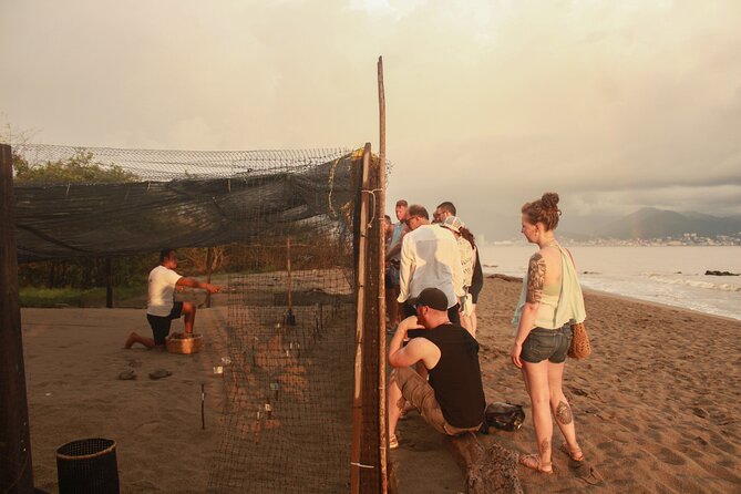 Release of Sea Turtles in Camp Tortuguero - Why this small turtle matters