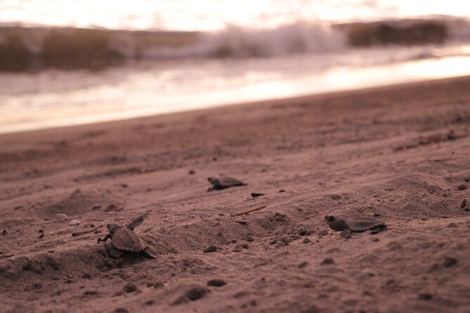 Release of Sea Turtles in Camp Tortuguero - The walk to Playa Boca de Tomates