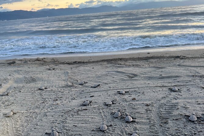 Release of Sea Turtles in Camp Tortuguero - Releasing your hatchling at the beach