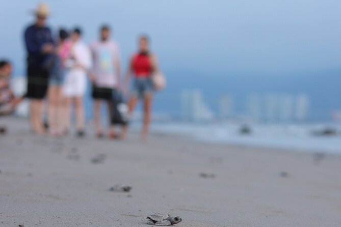 Release of Sea Turtles in Camp Tortuguero - Meeting Eddie at Vallarta BioNature Tours