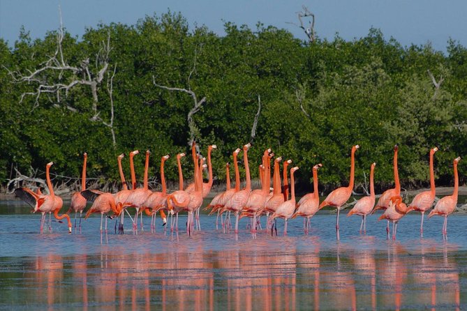 Rio Lagartos guided boat tour- Ek Balam from Valladolid - The mud, salt ponds, and the limits of the pink color