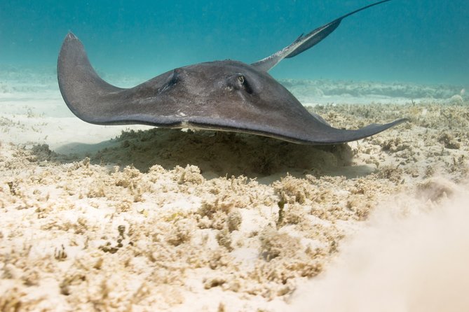 Riviera Maya Luxury Snorkeling Cruise with Lunch and Drinks - Why transportation deserves close attention